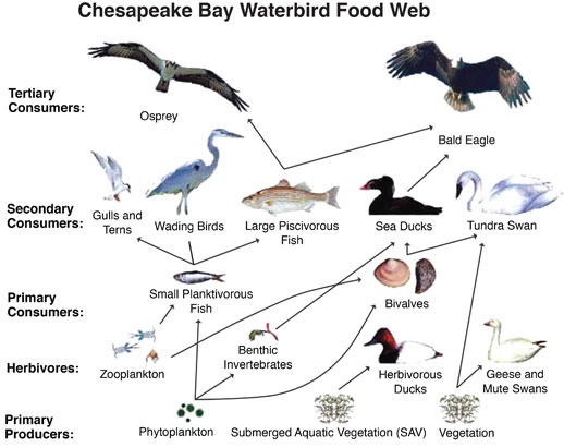 Waterbird food web. Credit: U.S. Geological Survey (modified from Perry et al., 2005).
