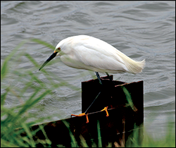 Snow Egret. Credit: U.S. Fish and Wildlife Service