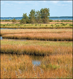 Poplar Island grasses. Credit: Jeffrey Brainard