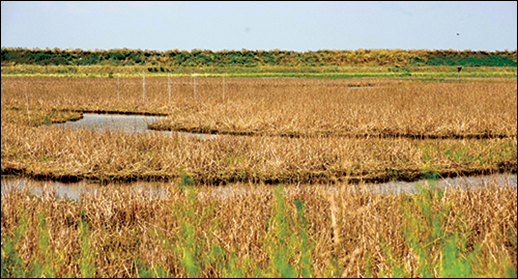 Poplar Island marsh dieback
