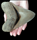 Shark's tooth courtesy of Stephen Godfrey, Calvert Marine Museum