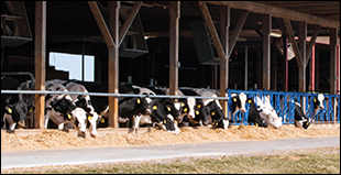Brubaker Farms by Jeffrey Brainard