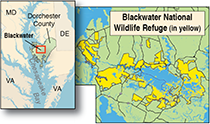 Map of Blackwater courtesy of U.S. Fish and Wildlife Service