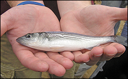 Striped bass. Credit: J. Adam Frederick