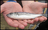 Striped bass. Credit:  J. Adam Frederick