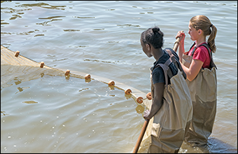 Smith and Freck drag a seine net along the beach. Credit: Daniel Strain