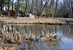 Designers of the North Cypress Branch restoration project planned a series of constructed floodplain wetlands like this one to help slow the stream's flow