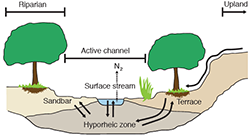 Hyporheic zone adapted from Fisher et al., Geomorphology 89:84-96 (2007)