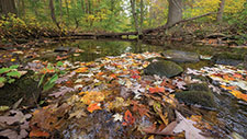 White Clay Creek in rural southeastern Pennsylvania. Photograph: David Harp