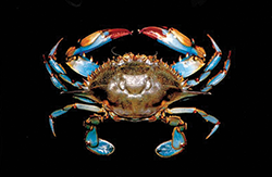 Blue Crab. Credit: Iain McGaw and Carl Reiber