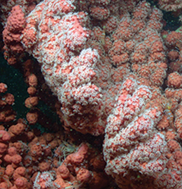 Bubblegum coral. Credit: NOAA-OER/BOEM/USGS