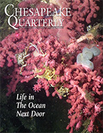 issue cover - Did you know that Maryland's coastal ocean is home to colorful corals, like this bubblegum coral? They live in deep, dark submarine canyons more than 50 miles off the coast. Photograph: NOAA Office on Ocean Exploration and Research Photograph.