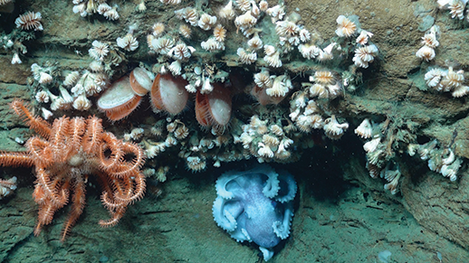 Atlantic Ocean's deep canyons diverse marine life. Credit: NOAA-OER/BOEM/USGS