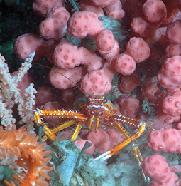 Lobster in coral. Credit: NOAA-OER/BOEM/USGS