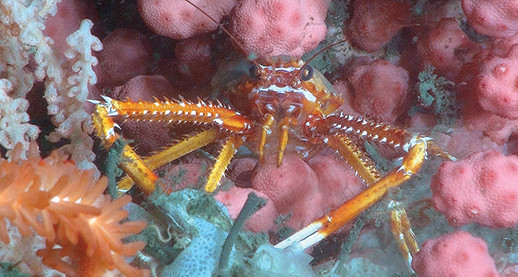 Lobster in coral. Photograph: NOAA-OER/BOEM/USGS