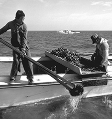 Watermen harvesting oyster with dredges and tongs. Credit: Michael W. Fincham