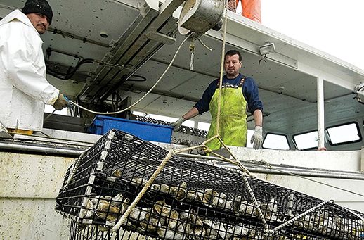 Hooper Island Oyster Aquaculture Company haul a double-stack cage. Credit: Jay Fleming