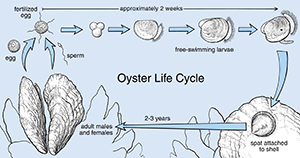 Oyster life cycle. Copyright John Norton