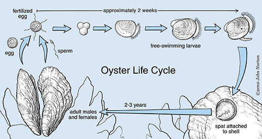 Oyster life cycle. Copyright John Norton