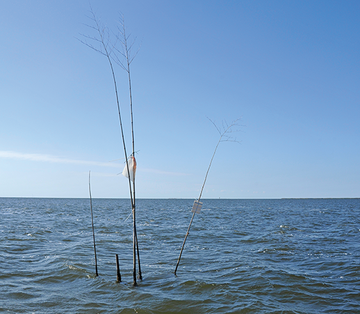 Bamboo poles and a small sign. Credit: Michael W. Fincham
