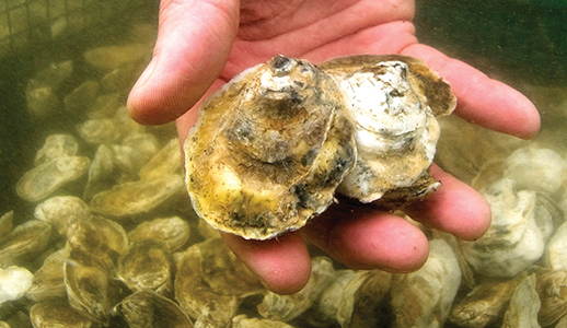 Holding an oyster underwater. Credit: Jay Fleming