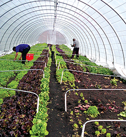 Fresh produce grows year-round inside plastic-covered greenhouses. Credit: Wendall Holmes, Strength to Love II