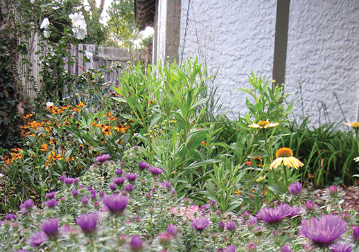 Bayscaped garden contains native plants. Credit: Jeffrey Brainard