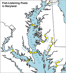 Fish-Listening posts in Maryland. Map, courtesy of Mike O'Brien/Chesapeake Biological Laboratory