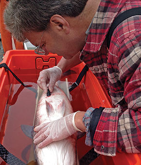 David Secor implanting a tag in living fish. Photograph, David Secor
