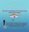 Diagram of a striped bass with a tag with signal picked up by a receiver. Illustration, recreated by Sandy Rodgers from the original by the Fisheries Conservation Foundation, except the striped bass, which is by Duane Raves