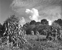 Corn stalks stacked for harvest on the Eastern Shore of Maryland. Photograph, Constance Stuart Larrabee, Courtesy Chesapeake Bay Maritime Museum