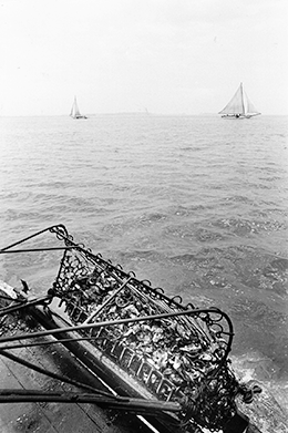 Oyster dredge. Photograph, Skip Brown