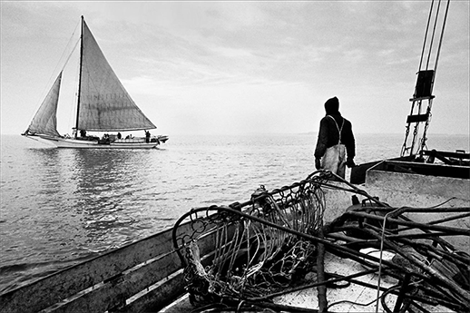 Two skipjacks. Photograph, Skip Brown