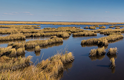 A marsh along the Chesapeake Bay shore