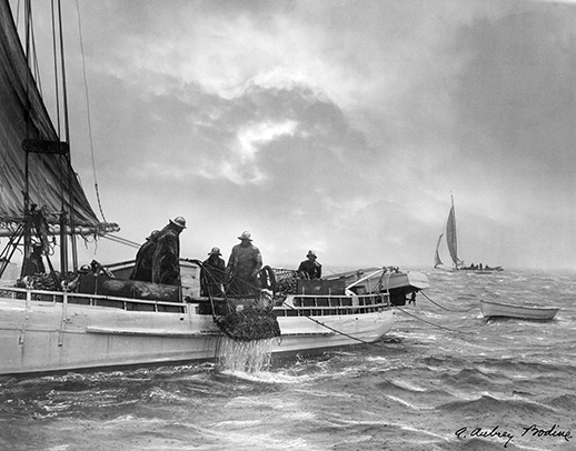 1948 photograph, Choptank Oyster Dredgers. Photograph, A. Aubrey Bodine, copyright  Jennifer B. Bodine