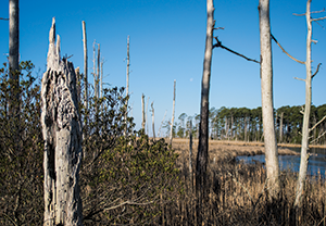 Blackwater National Wildlife Refuge. Photograph Nicole Lehming