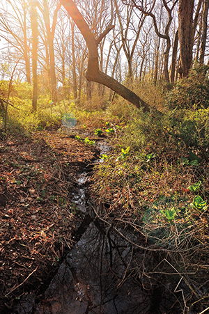 A streambed meanders through tangled woods. Photograph, Michael W. Fincham