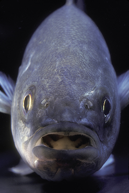 Striped bass. Photograph, David Harp