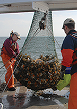 VIMS crew hauls in a sample using a bottom trawl. Photograph, VIMS