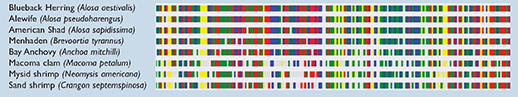 Gene map of some fish species. Graphic, Chesapeake Bay Barcoding Initiative, Smithsonian Environmental Research Center