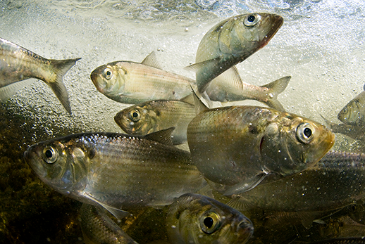 Striped bass. Photograph, Jay Fleming