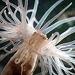 splash-MicroReefs.png. Photograph, J. Adam Frederick