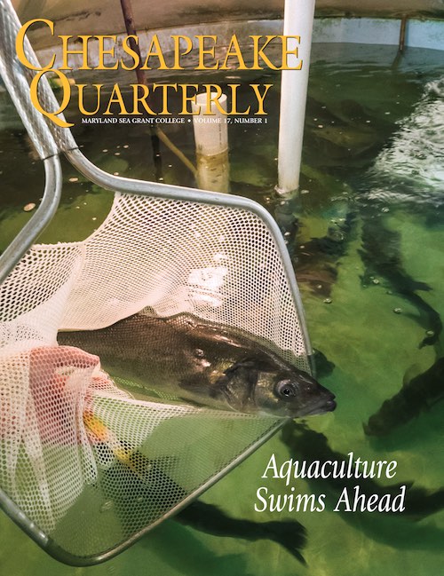 issue cover - Bronzini broodstock, also known as European sea bass (Dicentrarchus labrax), swim in a tank at IMET's Baltimore lab. Photograph, David Harp