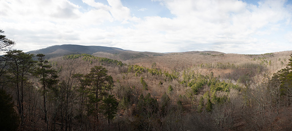 Scientists noticed that forests were leafing out earlier. Their studies showed that this was true — by at least five days, a number likely to increase with rising temperatures in the future.