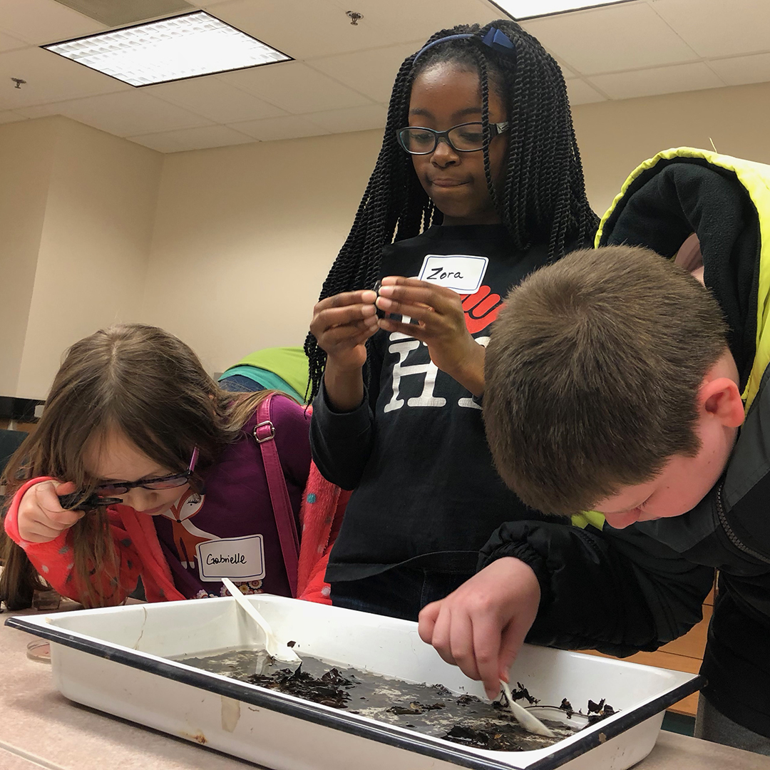 Local students Gabrielle Rinard, Zora Edmondson, and Kevin Rinard look for bugs in the Appalachian Laboratory. Photograph, Rona Kobell