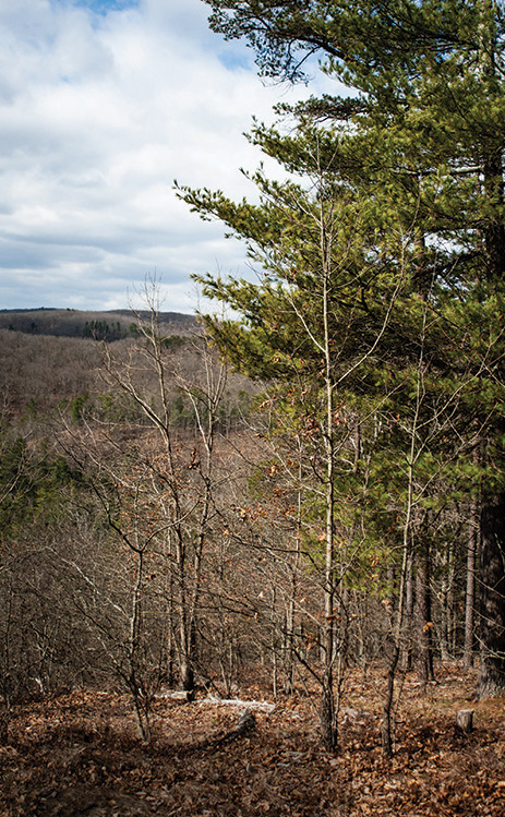 Trees in a forest during fall time.