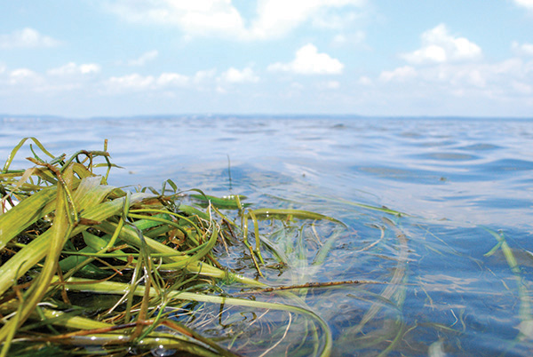 Wild celery and water stargrass are thriving in the Susquehanna Flats.