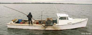 Miss Eleanor, a boat on the Chesapeake Bay with tonger on board - by Skip Brown