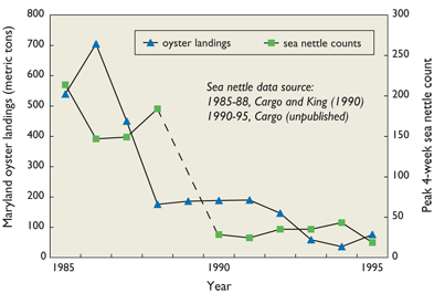 Plot showing sea nettles and oysters followed the same downward path in the Patuxent River from 1985-1995 (no data for 1989)