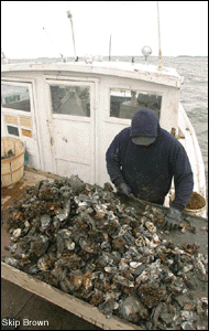 Brown prepares to lower his tongs over the side and into the Chester River - photo by Skip Brown
